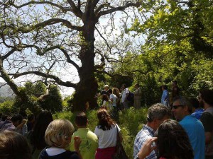 platania-enimerosi-1