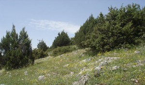Εικόνα άρθρου