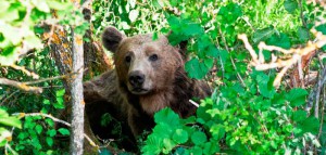 Εικόνα άρθρου