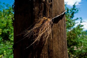 Εικόνα άρθρου