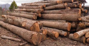 Εικόνα άρθρου