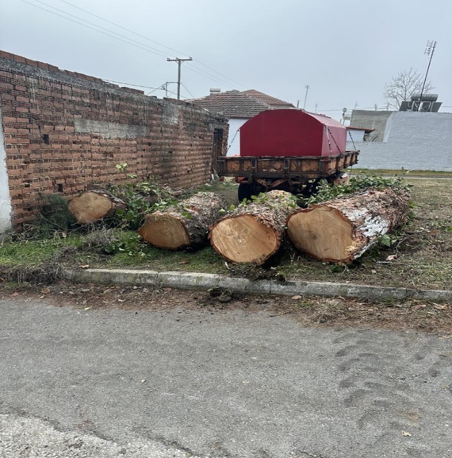 Dimos Amyntaioy Kladema Dentron 02 2025 4