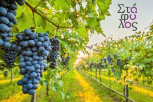 Εικόνα άρθρου