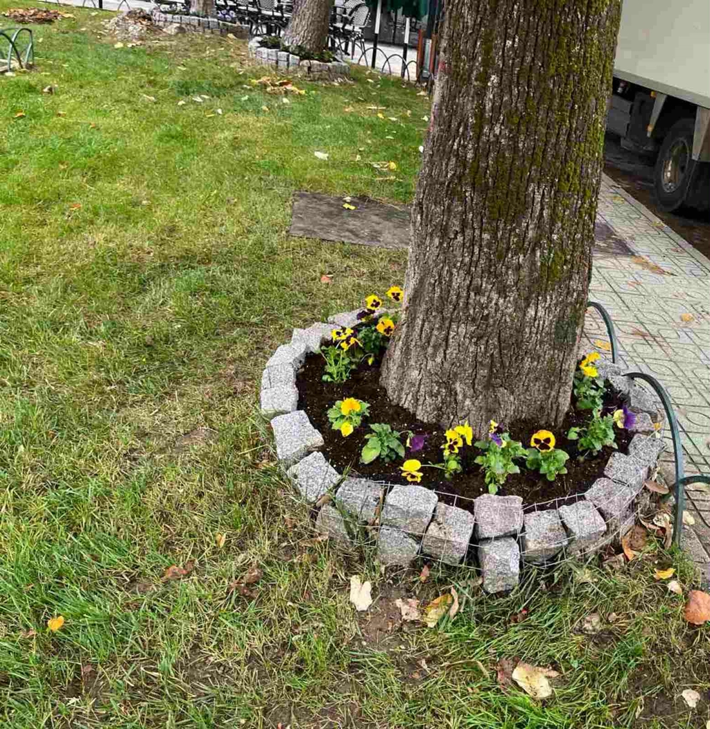 D Florinas Anthofytefseis 112025 (3)