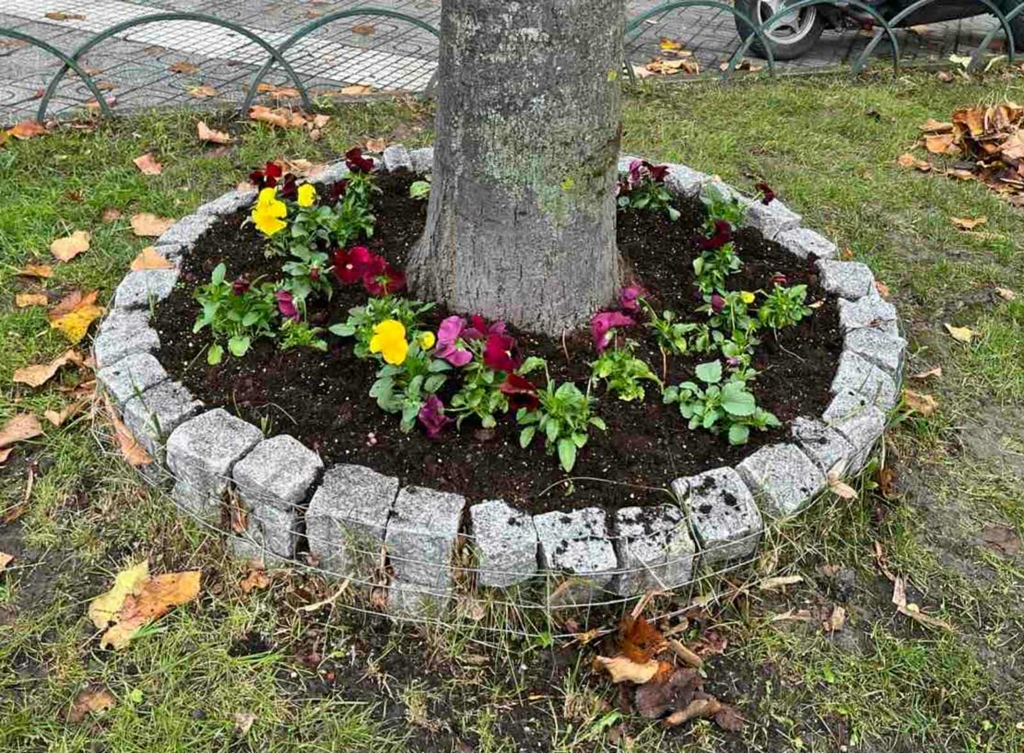 D Florinas Anthofytefseis 112025 (6)