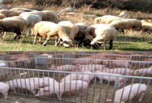 Εικόνα άρθρου