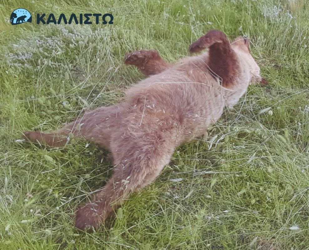 Εικόνα άρθρου
